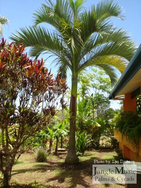 Carpoxylon macrosperma domestic garden Vanuatu 